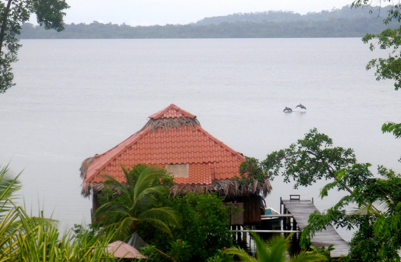 Dolphin Bay Hideaway Bed & Breakfast Bocas del Toro Exterior photo