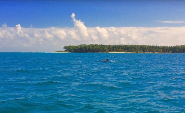 Dolphin Bay Hideaway Bed & Breakfast Bocas del Toro Exterior photo